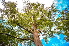 Best Tree Maintenance Programs  in Champion Heights, OH