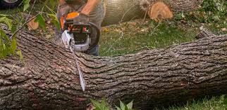 Best Lawn Maintenance Plans  in Champion Heights, OH