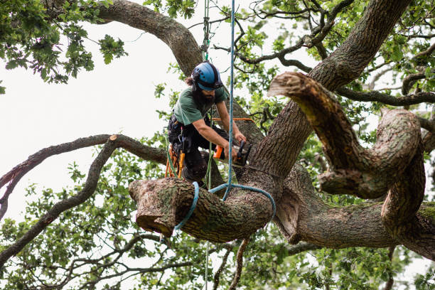 Best Tree Health Inspection  in Champion Heights, OH