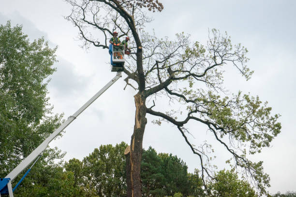 Best Hedge Trimming  in Champion Heights, OH
