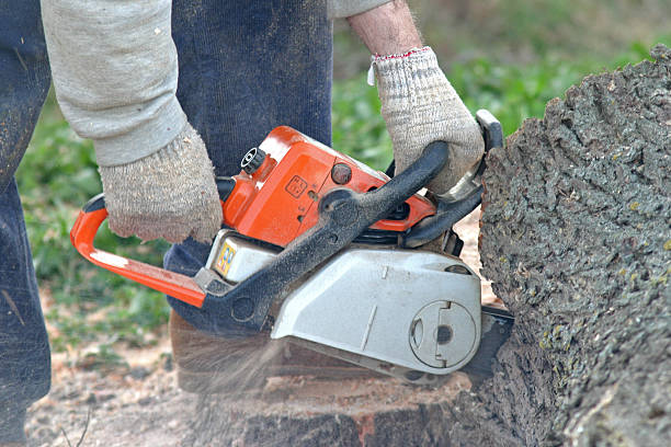 Best Lawn Watering Services  in Champion Heights, OH