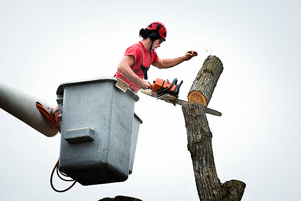 How Our Tree Care Process Works  in  Champion Heights, OH