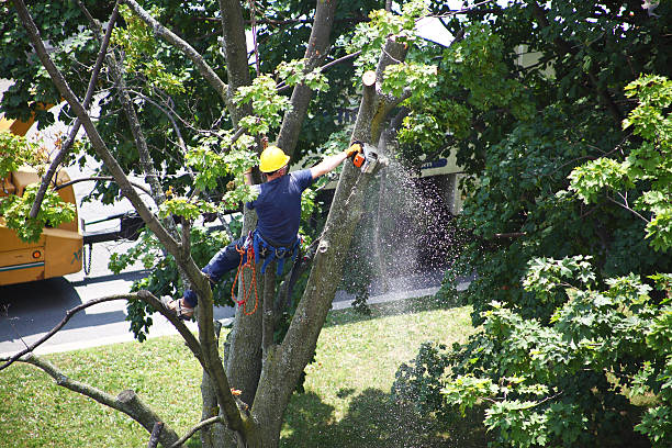 Best Root Management and Removal  in Champion Heights, OH