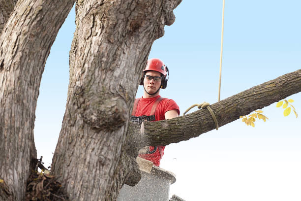 Best Stump Grinding and Removal  in Champion Heights, OH